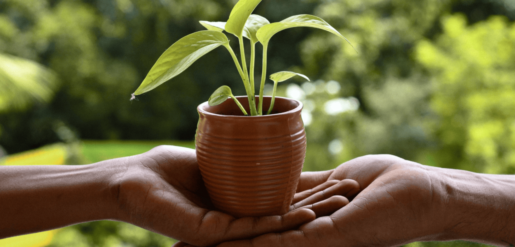 indoor plants for oxygen