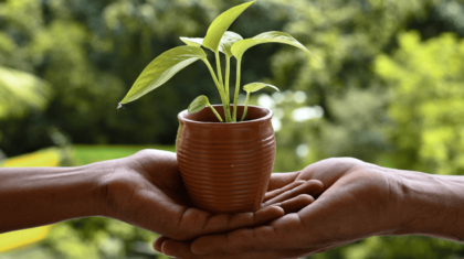 indoor plants for oxygen