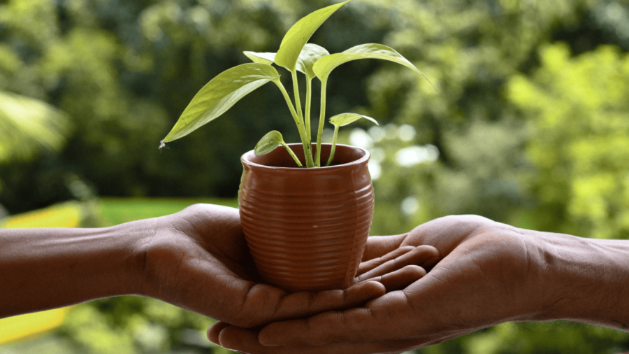 indoor plants for oxygen